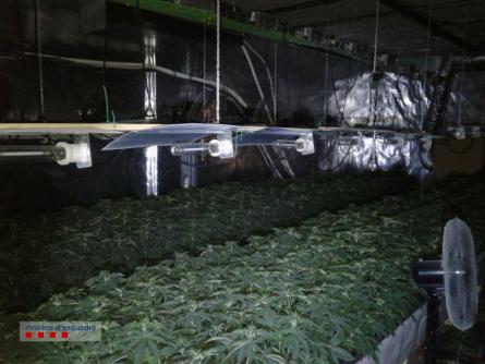 180104 ndp 002 rpms f mossos d esquadra plantacio marihuana cubelles