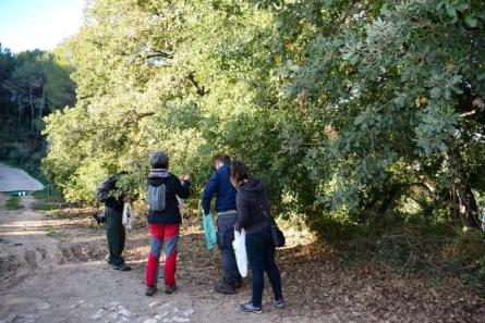 Alguns voluntaris collint glans dels roures centenaris de les Bassetes.jpg