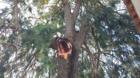 arbre ampa charlie 3.jpg