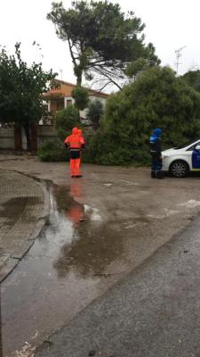 caigua d'arbres a Cubelles.jpg