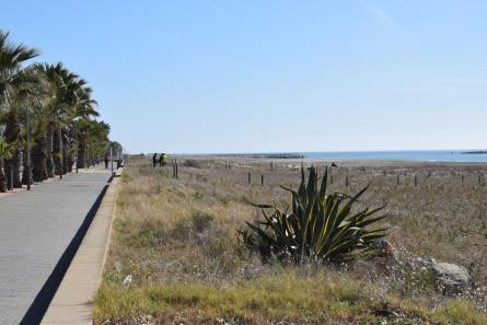 DUNES VEGETACIÓ PLATJA MOTA 2023 MARÇ (37).JPG
