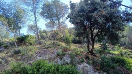Neteja forestal selectiva a Mas Trader II.jpeg