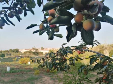 oliveres.jpg