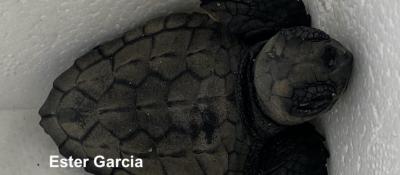 Tortuga Careta_Foto Ester Garcia GEPPEC.jpeg