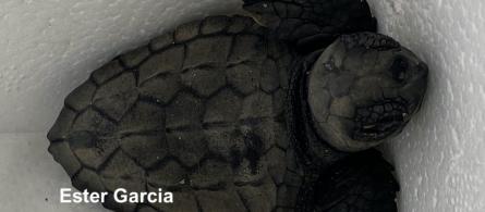 Tortuga Careta_Foto Ester Garcia GEPPEC.jpeg